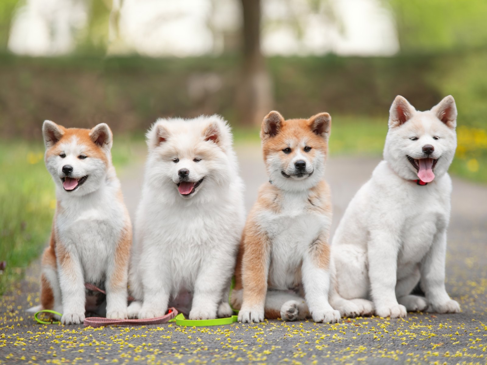 屋外で並んで座る4頭の犬