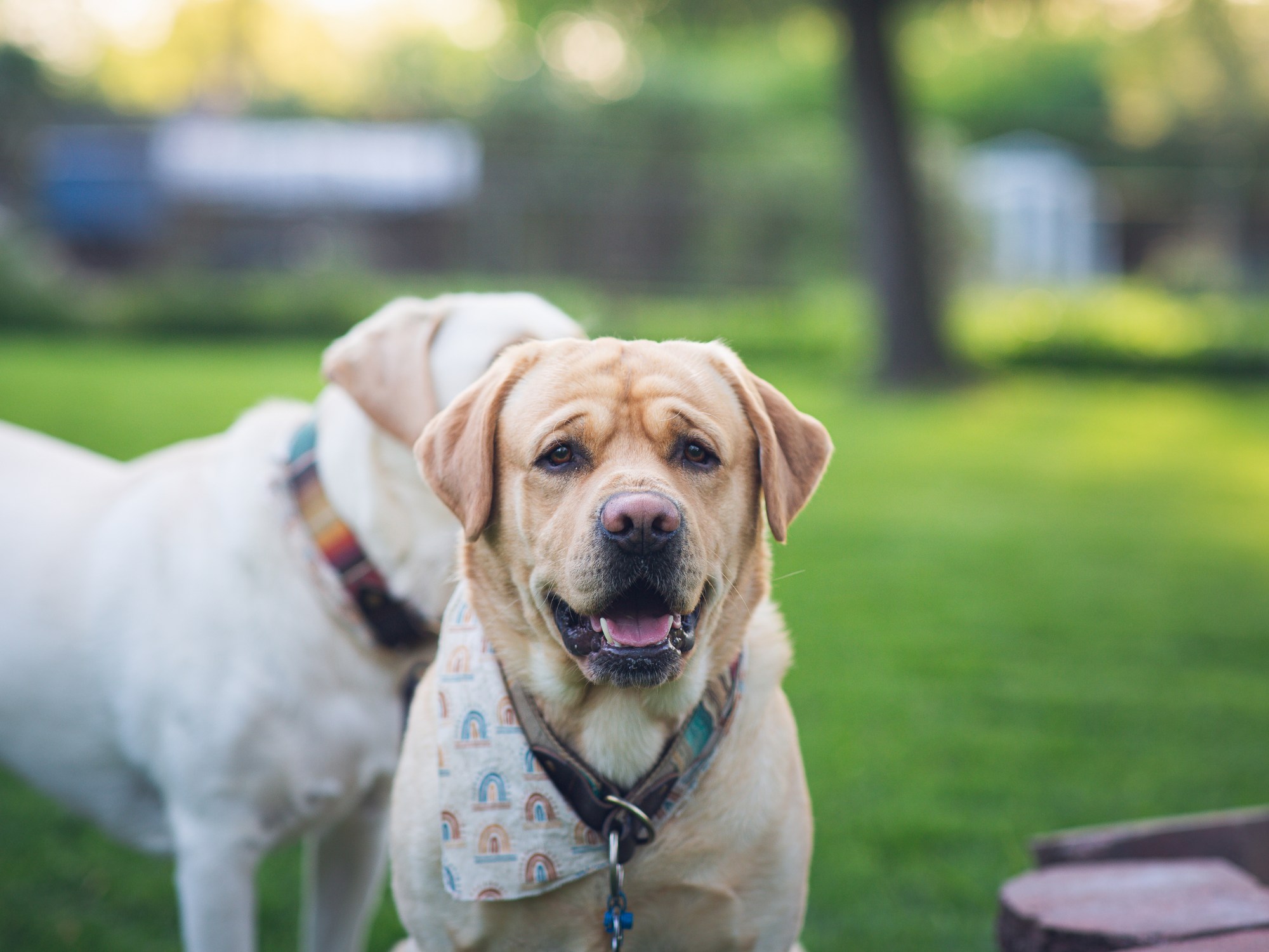 緑のある公園でリードをつけた2頭の犬